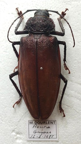 Insecte prioninae lalyssus - -,