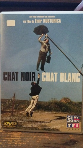 Chat noir blanc - chat,