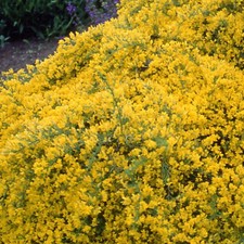 Genista lydia - Genêt de