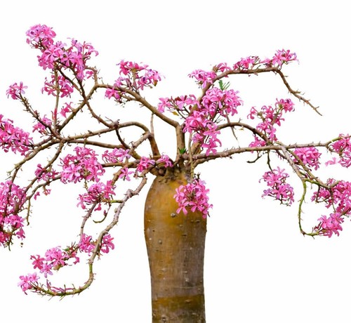 Pachypodium succulentum seeds - pachypodium,