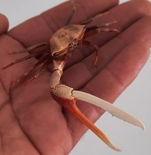 curiosité , taxidermie 