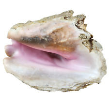 Coquillage Collection Strombus Géant Lambi Conque 22cm / Sea Shell