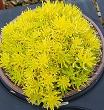 Sedum reflexum - , (=rupestre)