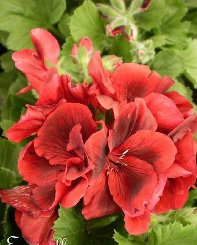 Geranium rouge bicoloré - ♫, 'rouge
