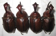 Dynastinae 4 Golofa claviger Male A1 (PERU)