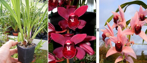 Cymbidium rubby brook - rubby,