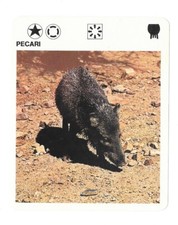 Fiche - Le livre de Paris - 1975 - Pécari