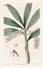Eria Floribunda Singapore Orchidée Fleur Botanique Edwards Kupferstich 1844