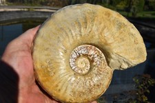 grande ammonite Mortoniceras (drakeoceras)Drakei  albien de North Texas USA