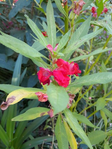 Impatiens balsamifera red - impatiens, "red"