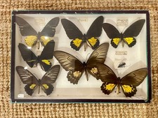 Boite entomologique 7 papillons  naturalisés - cabinet de curiosité milieu XXème