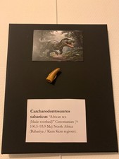 Tableau paléontologique 30×25 cm – Dent fossile Carcharodontosaurus (Maroc) + il