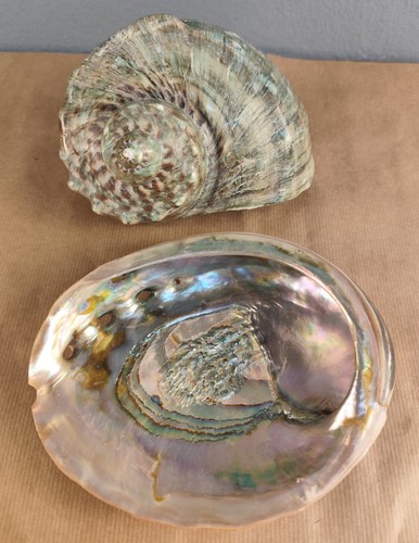 Ensemble escargot cuve - escargot, et