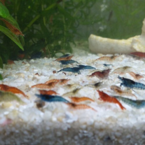 Lot crevettes - lot,