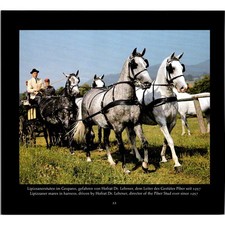 Lipizzaner Mares In Harness