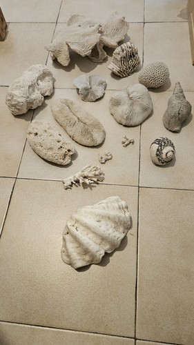 Au choix corail - 20,