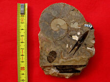 Coupe polie d'une ammonite et