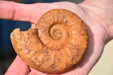 ammonite Euaspidoceras cf. acanthodes oxfordien de Atsimo Andrefana Madagascar