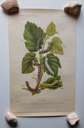 Gravure vers soie cévennes - gravure,