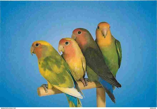 Carte postale animaux - postale,