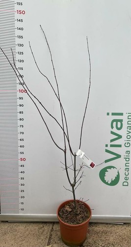 Plante acer palmatum - plante, blood