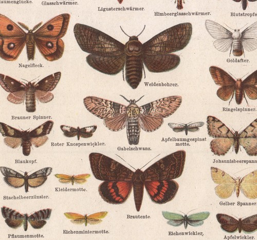 1890 lithographie insectes - 1890,