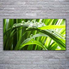 Tulup Tableau sur verre acrylique Image Impression 120x60 Herbe Gouttes D'eau