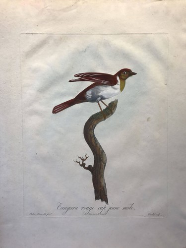 Tangara rouge cap jeune mâle - rouge,