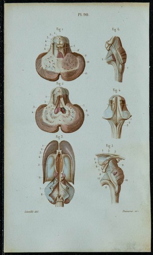 1852 planche anatomie - 1852,