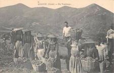 CPA 20 CORSE AJACCIO EN VENDANGE 