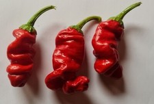 20 graines de piment Peter Pepper rouge rouge