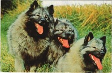 CPA AK Spitz-Loup DOG (1178272)