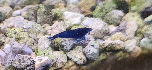 Lot crevettes blue - 12,