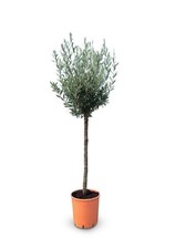 Sunny Tree - Olivier - 10 ans - Olea Europaea - 160 cm - Résistant à l'hiver