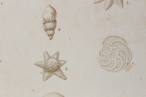 Mollusques gravure règne - mollusques,