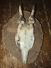 Massacre  trophée de chevreuil avec crâne sur rondin bois