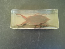 INSECTE A IDENTIFIER INCLUSION RESINE CURIOSITE