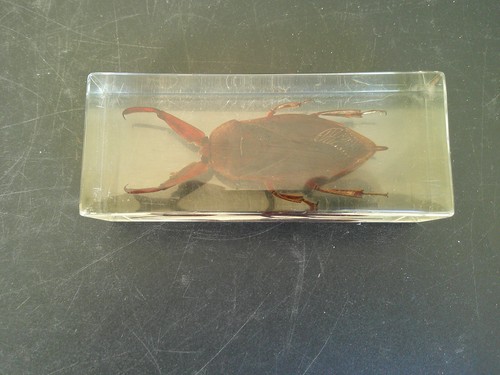 Insecte identifier inclusion - a,