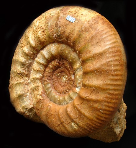 Ammonites callovien - du,