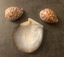 Lot de coquillage nacre et coquillages cypraea tigris