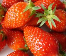 50+ Graines Fraise Gariguette