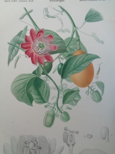 Gravure ancienne botanique - gravure,