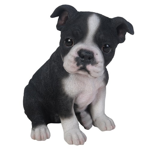 Boston terrier puppy - boston,
