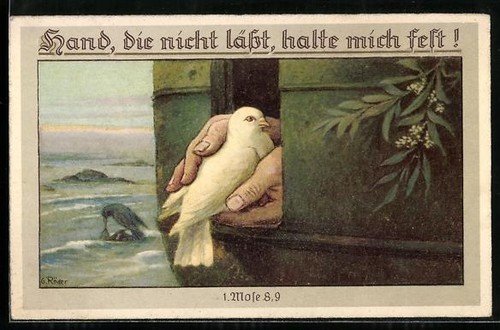 Carte postale colombe blanche - postale,