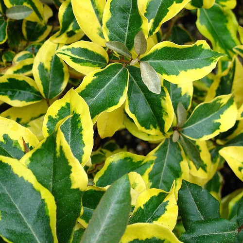 Elaeagnus ebbingei gilt - 'gilt, edge'