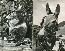 LOT de 2 cartes sur les animaux de la SAVOIE Mulet de Montagne et Marmotte