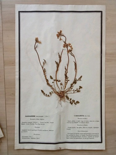 Ancien herbier botanique - herbier,