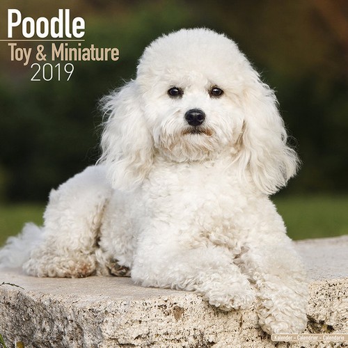 Calendrier 2019 caniche nain - calendrier,