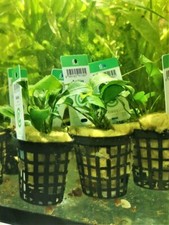 ANUBIA BARTERI VARIETE NANA PLANTE AQUATIQUE - PLANTE AQUARIUM