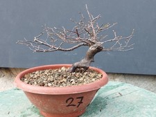 Bonsaï orme champêtre en pot 20 x 24 cm plante articulée arbre pré bonsaï...